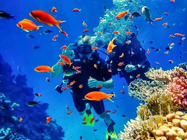 A diver among coral and shoaling anthias
