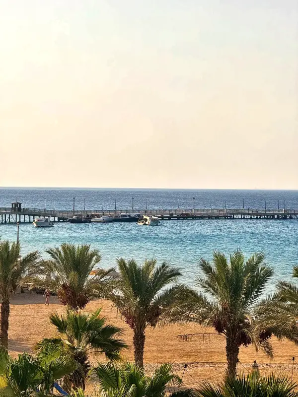 Palms and the shoreline from above